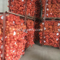 Bawang Gansu 2019 dengan harga bagus